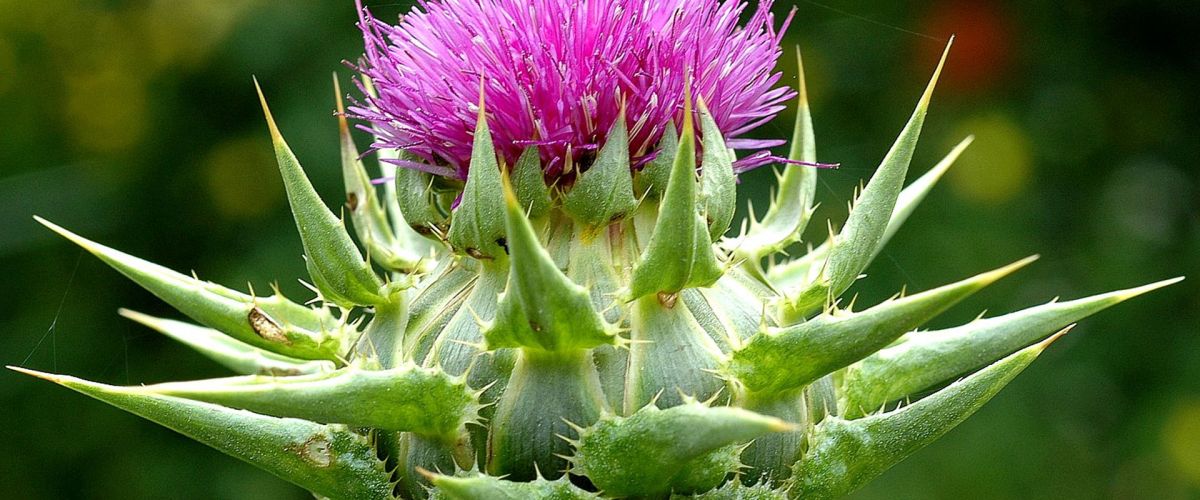 Mariendistel &ndash; eine beeindruckende Heilpflanze